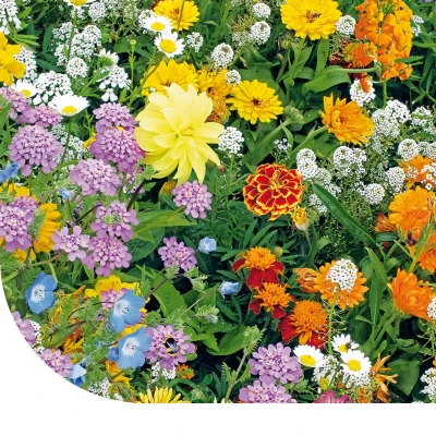 Abbildung von Blumensamen Niedrige Bienenmischung ein und mehrjährig 1 KG 500 m² MRS Seeds &amp; Mixtures