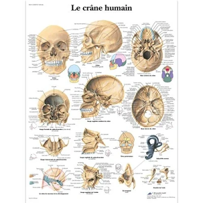 Abbildung von 3B Scientific Lehrtaffel Le crâne humain Französisch