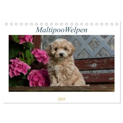 Abbildung von Maltipoo Welpen (Tischkalender 2025 DIN A5 quer), CALVENDO Monatskalender