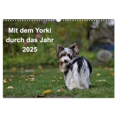Abbildung von Mit dem Yorki durch das Jahr 2025 (Wandkalender DIN A3 quer), CALVENDO Monatskalender