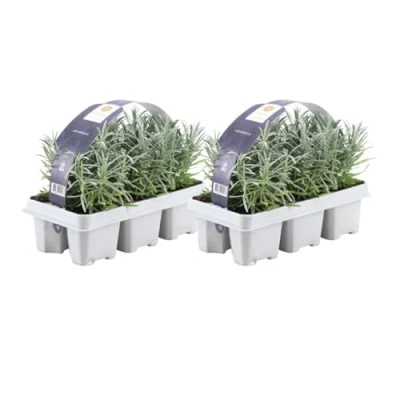 Abbildung von Weißer Duft Lavendel 12 Pflanze angustifolia Lavendelpflanzen winterhart echter Gartenpflanzen Lavendelstrauch duftlavendel x Ø7 cm 15