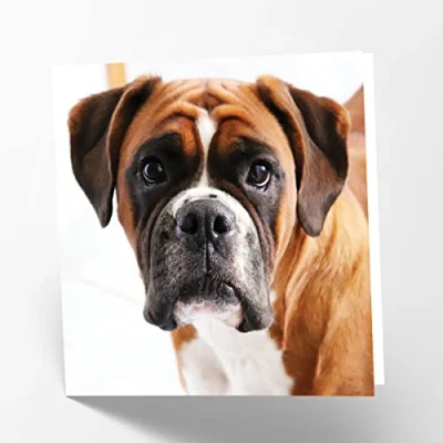 Abbildung von Maturi Blanko Grußkarte Boxer Hund