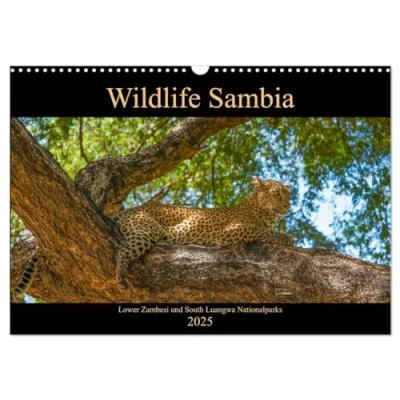 Abbildung von Wildlife Sambia (Wandkalender 2025 DIN A3 quer), CALVENDO Monatskalender