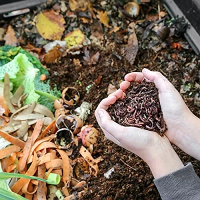 Abbildung von 4,000 STK. Kompostwürmer (2kg) Regenwürmer Eisenia, Würmer in Ihren Garten oder Gemüsebeet einführen/hinzufügen, sehr schnelle Vermehrung