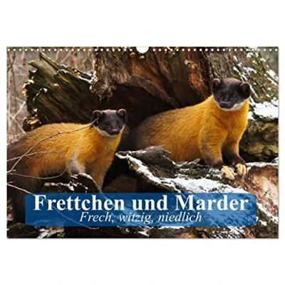 Abbildung von Frettchen und Marder. Frech, witzig, niedlich (Wandkalender 2025 DIN A3 quer), CALVENDO Monatskalender