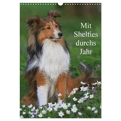 Abbildung von Mit Shelties durchs Jahr (Wandkalender 2025 DIN A3 hoch), CALVENDO Monatskalender