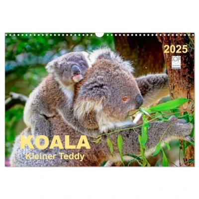 Abbildung von Koala kleiner Teddy (Wandkalender 2025 DIN A3 quer), CALVENDO Monatskalender