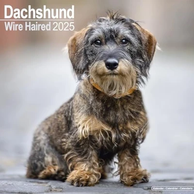 Abbildung von Wirehaired Dachshund Rauhhaardackel 2025 16 Monatskalender: Original Avonside Kalender [Mehrsprachig] [Kalender] (Wall Kalender)