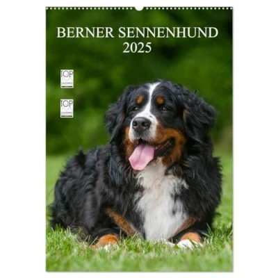 Abbildung von Berner Sennenhund 2025 (Wandkalender DIN A2 hoch), CALVENDO Monatskalender