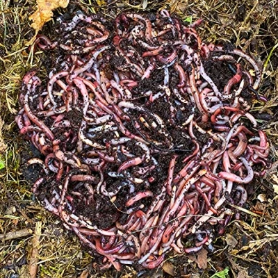 Abbildung von WormBox 2,000 STK. Kompostwürmer (1kg) Regenwürmer Eisenia, kompostieren Sie Ihren organischen Abfall Für Vermicomposter/Komposter/Garten