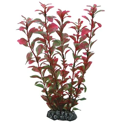 Abbildung von Dohse Ludwigia, 25 cm