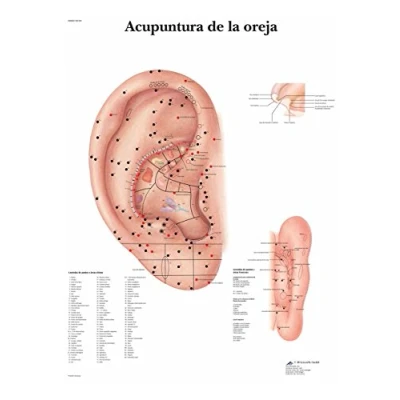 Abbildung von 3B Scientific Papier bedruckt, Akupunktur Ohr Piercing, 1