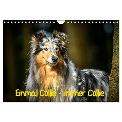 Abbildung von Einmal Collie immer (Wandkalender 2025 DIN A4 quer), CALVENDO Monatskalender
