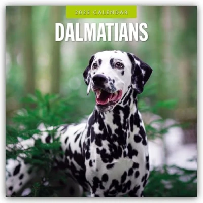 Abbildung von Dalmatians Dalmatiner 2025 16 Monatskalender: Original Red Robin Publishing Ltd Kalender [Mehrsprachig] [Kalender] (Wall Kalender)