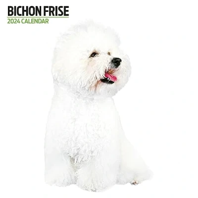 Abbildung von Bichon Frise Moderner Kalender 2024