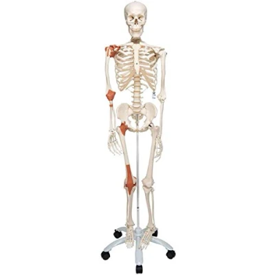 Abbildung von 3B Scientific Menschliche Anatomie Skelett Leo mit Gelenkbändern auf Metallstativ Lebensgroß A12 als Lernmodell oder Lehrmittel + kostenlose App Smart Anatomy