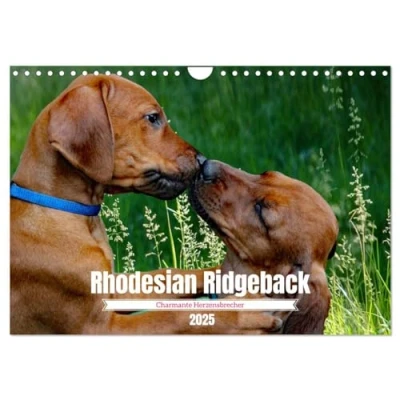 Abbildung von Rhodesian Ridgeback, Charmante Herzensbrecher (Wandkalender 2025 DIN A4 quer), CALVENDO Monatskalender