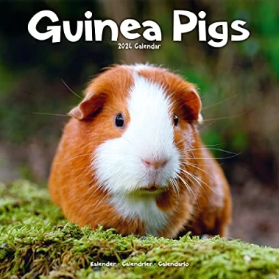 Abbildung von Guinea Pigs Meerschweinchen 2024 16 Monatskalender: Original Avonside Kalender [Mehrsprachig] [Kalender] (Wall Kalender)