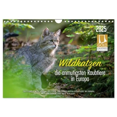 Abbildung von Wildkatzen die anmutigsten Raubiere in Europa. (Wandkalender 2025 DIN A4 quer), CALVENDO Monatskalender
