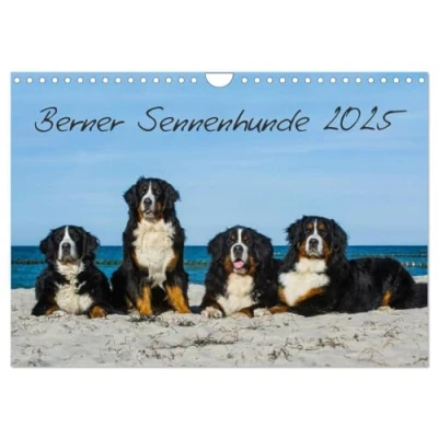 Abbildung von Berner Sennenhund 2025 (Wandkalender DIN A4 quer), CALVENDO Monatskalender