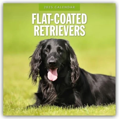 Abbildung von Flat Coated Retrievers Retriever 2025 16 Monatskalender: Original Red Robin Publishing Ltd Kalender [Mehrsprachig] [Kalender] (Wall Kalender)