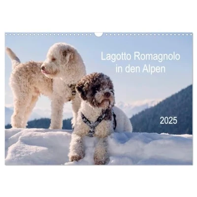 Abbildung von Lagotto Romagnolo in den Alpen 2025 (Wandkalender DIN A3 quer), CALVENDO Monatskalender