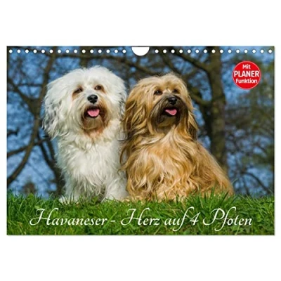 Abbildung von Havaneser Herz auf 4 Pfoten (Wandkalender 2025 DIN A4 quer), CALVENDO Monatskalender