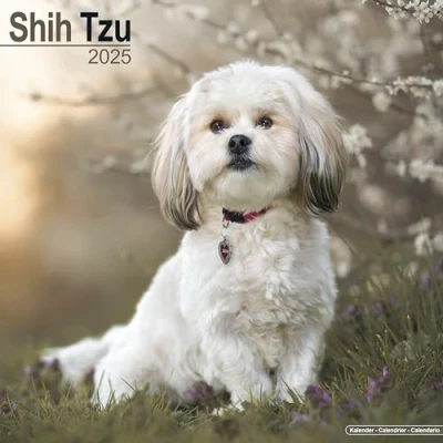 Abbildung von Shih Tzu 2025 16 Monatskalender: Original Avonside Kalender [Mehrsprachig] [Kalender] (Wall Kalender)