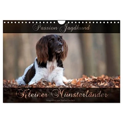 Abbildung von Passion Jagdhund Kleiner Münsterländer (Wandkalender 2025 DIN A4 quer), CALVENDO Monatskalender