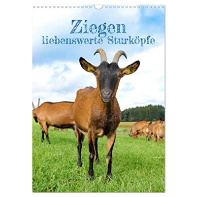 Abbildung von Ziegen liebenswerte Sturköpfe (Wandkalender 2025 DIN A3 hoch), CALVENDO Monatskalender