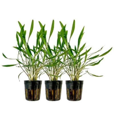 Abbildung von AquaOne Aquarium 3 Stück Pflanze Cryptocoryne pink Panther I Wasserpflanze Aquariumpflanze Rosette voll durchwurzelt einfach pflegeleicht Aquascaping Dekoration
