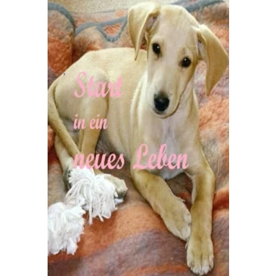 Abbildung von Start in ein neues Leben: Hunde lieben und erleben