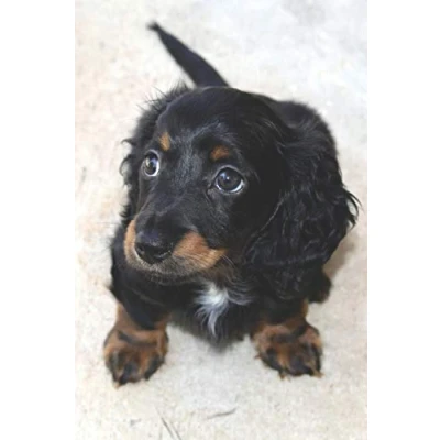 Abbildung von Hunde Dackel Notizbuch: liniertes Tagebuch / Notizbuch mit Bild als Motiv 120 Seiten A5+ Geschenk für Hundefreunde
