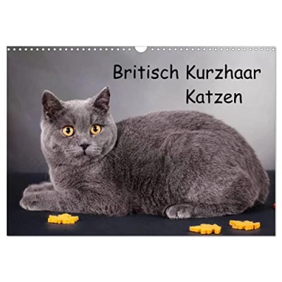 Abbildung von Britisch Kurzhaar Katzen (Wandkalender 2025 DIN A3 quer), CALVENDO Monatskalender