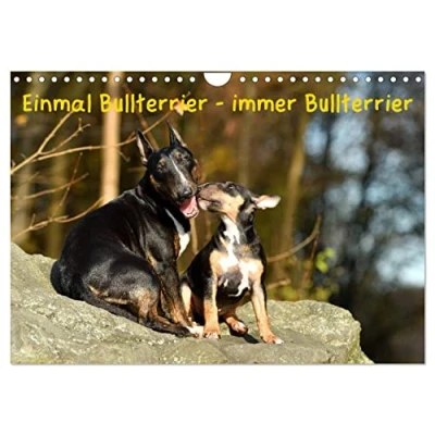Abbildung von Einmal Bullterrier immer (Wandkalender 2025 DIN A4 quer), CALVENDO Monatskalender