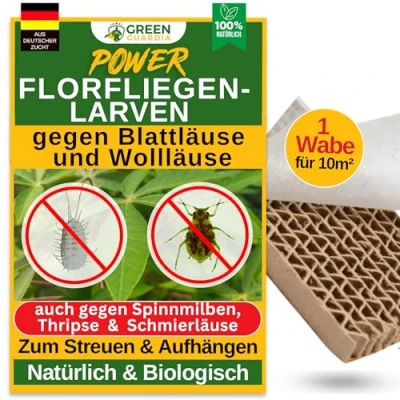 Abbildung von GREEN GUARDIA Insektenvernichter Florfliegenlarven gegen Blattläuse und Wollläuse ohne Chemie, effektive umweltfreundliche Alternative Schädlinge zu bekämpfen