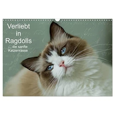 Abbildung von Verliebt in Ragdolls ... die sanfte Katzenrasse (Wandkalender 2025 DIN A3 quer), CALVENDO Monatskalender