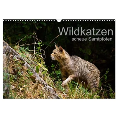 Abbildung von Wildkatzen scheue Samtpfoten (Wandkalender 2025 DIN A3 quer), CALVENDO Monatskalender