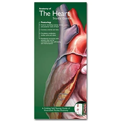 Abbildung von Anatomical Chart Company&#039;s Illustrated Pocket Anatomy: Anatomy of the Heart Study Guide