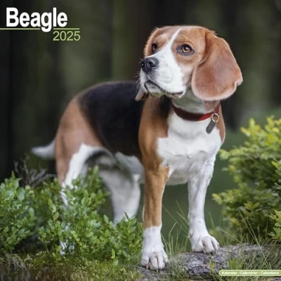 Abbildung von Beagle 2025 16 Monatskalender: Original Avonside Kalender [Mehrsprachig] [Kalender]