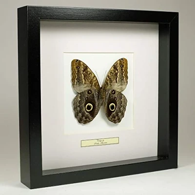 Abbildung von De Museumwinkel.com Caligo sp. Bananenfalter Echter präparierter Schmetterling montiert unter Glas in handgefertigten schwarzen Holzrahmen