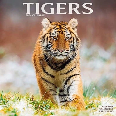 Abbildung von Tigers Tiger 2024 16 Monatskalender: Original Avonside Kalender [Mehrsprachig] [Kalender] (Wall Kalender)