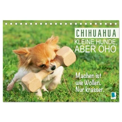 Abbildung von Chihuahua: Kleine Hunde, aber oho (Tischkalender 2025 DIN A5 quer), CALVENDO Monatskalender