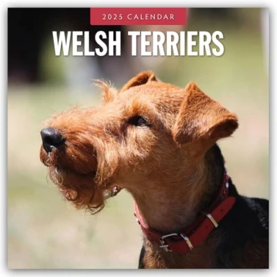 Abbildung von Welsh Terriers Terrier 2025 16 Monatskalender: Original Red Robin Publishing Ltd Kalender [Mehrsprachig] [Kalender] (Wall Kalender)