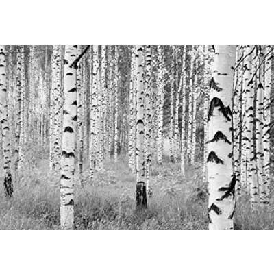 Abbildung von Komar Vliestapete &quot;Woods&quot;, 368x248 cm (Breite x Höhe), inklusive Kleister