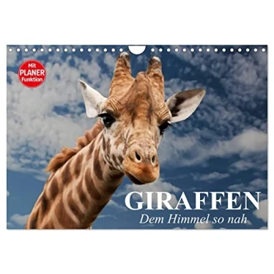 Abbildung von Giraffen. Dem Himmel so nah (Wandkalender 2025 DIN A4 quer), CALVENDO Monatskalender