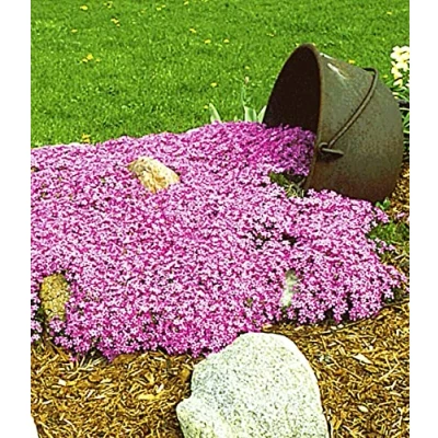 Abbildung von BALDUR Garten Teppichphlox &quot;Emerald Pink&quot;,25 Pflanzen Polsterphlox, winterharte Staude, Bodendecker, trockenresistent, mehrjährig, bienenfreundlich, pflegeleicht, Wasserbedarf gering, blühend