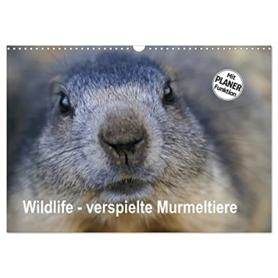 Abbildung von Wildlife Verspielte Murmeltiere (Wandkalender 2025 DIN A3 quer), CALVENDO Monatskalender