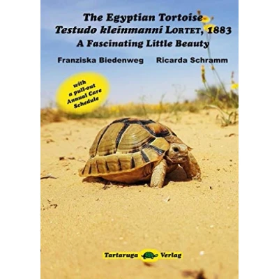 Abbildung von The Egyptian Tortoise, Testudo kleinmanni Lortet, 1883: A Fascinating Little Beauty