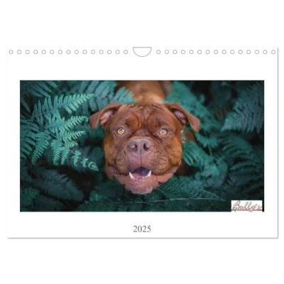 Abbildung von Wunderschöne Bulldoggen (Wandkalender 2025 DIN A4 quer), CALVENDO Monatskalender